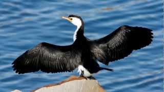 Cormorant ~ Bird Song ~ Bird Call