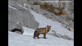 Zorro, rebecos, perdices en los Picos de Europa 2
