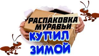 ? КУПИЛ МУРАВЬЁВ ЗИМОЙ |РАСПАКОВКА МУРАВЬЁВ |МОИ ПЕРВЫЕ МУРАВЬИ | МУРАВЬИ ЖНЕЦЫ (Messor structor)