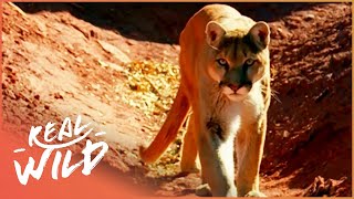Lion of the Americas [Mountain Lion Documentary] | Real Wild
