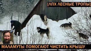 Маламуты помогают убирать снег с крыши // Жизнь в деревне