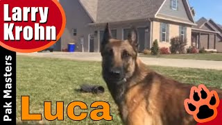 Amazingly obedient dog / Luca the super Malinois