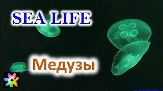 ? Медузы в Океанариуме "Морская жизнь". Техас