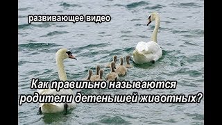 Детеныши и их родители. Дикие и домашние животные. Видео для детей 2-3 лет.