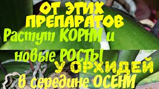 Орхидеи. Супер СТИМУЛЯТОР для наращивания корней и ростов у ОРХИДЕЙ.... Янтарная Кислота чистая....
