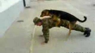 Soldado Americano Violado por perro Iraqui Furiosa