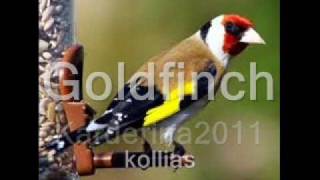 karderina 2011 GOLDFINCH from zakynthos