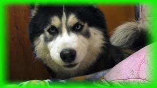 Хаски мило хрумкает печеньки ✔