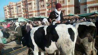 اسعار بقر القنية في سوق الثلاثاء بالمحلة 7/1/2020