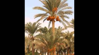 19. Surah Maryam Full