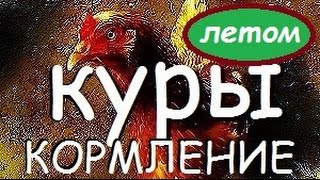 КОРМЛЕНИЕ КУР НЕСУШЕК ЛЕТОМ. Подробно, Чем кормить чтобы неслись на своём участке