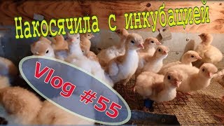 Индюков вывели. Заморозки пережили. А все могло быть иначе // Юлия Артуровна vlog