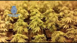 Música ZEN para las plantas de marihuana