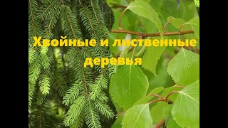 О деревьях.  Чем отличаются лиственные от хвойных?  Развивающее видео
