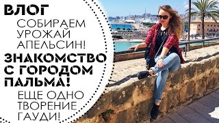 ВЛОГ: Достопримечательности Пальма де Майорка! Собираем урожай АПЕЛЬСИН!