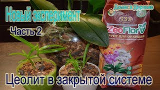 Цеолит ! Посадка орхидей в закрытую систему ! Новый экспериментальный вариант  Часть 2