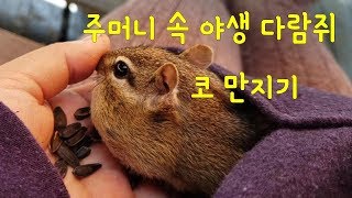 주머니 속 야생다람쥐 코 만지기: 콧등을 만져도 가만히 있는 야생 다람쥐 쳐키