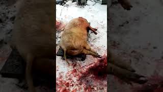 Как зарезать домашних свинью