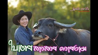 EP.74 ''ใบเตย''สาวสวยควายงาม อ.บึงโขงหลง จ.บึงกาฬ