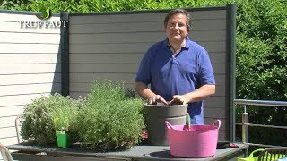 Comment planter du thym ? - Jardinerie Truffaut TV