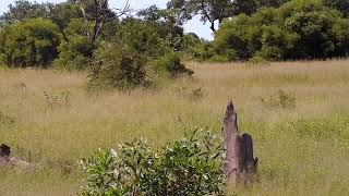 Djuma Private Game Reserve Live Stream