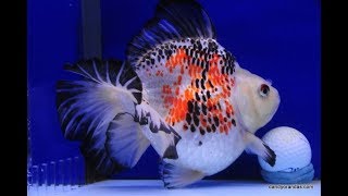 Calico Ryukin goldfish
