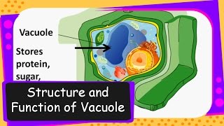 Science-Vacuole in Cell and its function-English