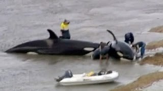 Killer whales survive beaching off Australian coast