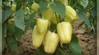 Выращиваем сладкий перец. Секреты супер урожая