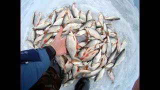 Бешеный клёв крупной сороги, плотвы зимой. Сказочная рыбалка на Обском водохранилище г. Новосибирск.