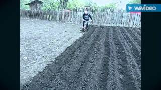 Самодельный культиватор в работе