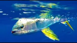 GREAT Mahi-Mahi Fishing Action!!  St. Petersburg, FL