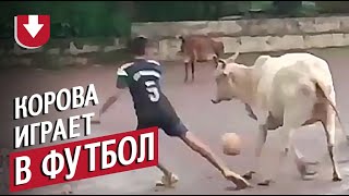 Корова играет в футбол в Гоа
