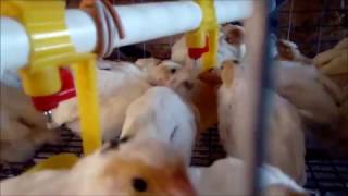 Ниппельные Поилки для птицы желтые с каплеулавливателем