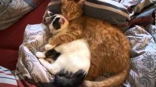 funny videos cats , مواقف قطط مضحكة جدا 2014