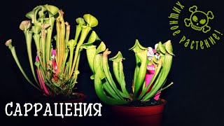 Растения хищники - Саррацения