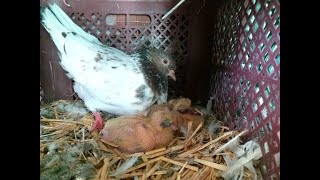 Breeding Progress ❤❤ Bachay Hi Bachay [ Hashim Mahmood Pigeons ]