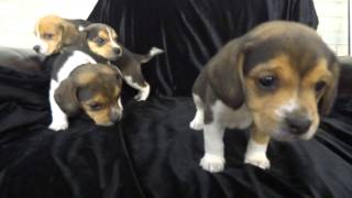 Miniature Pocket Beagle Puppies Tiny Toy Beagles Pure Bred 5 Weeks Olds New Litter For Sale