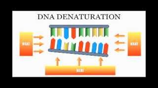 DNA Sequencing: The Chain Termination Method (Sanger Method)