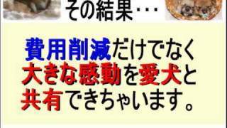 犬の妊娠・出産【犬の自宅出産法】あなたが助産婦