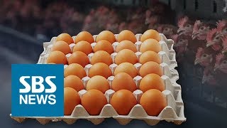 조사 부실로 농가 재검사 / SBS