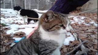 Смешно мяукает кошка (Funny cat meows) Full HD