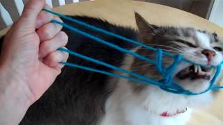 Running Dog String Figure - Step by step