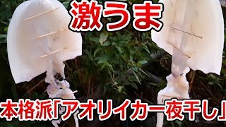 開いて、浸けて、干すだけ！誰でも簡単に作れる、激ウマ本格的アオリイカの一夜干し教えます！