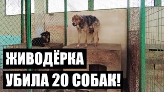 НЕ ДЛЯ СЛАБОНЕРВНЫХ! (18+) | Живодёрка убивала собак ради денег! Концлагерь для животных!