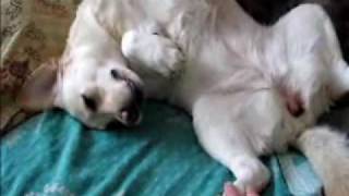 Labrador Girl Relaxing