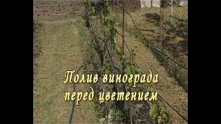 Полив винограда перед цветением