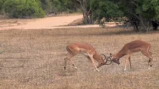 A clash of kings as impala rams battle it out for mating season!