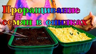 Проращивание семян в опилках