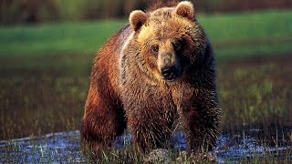 Смотреть всем!!! Медведи Гризли   Документальный фильм